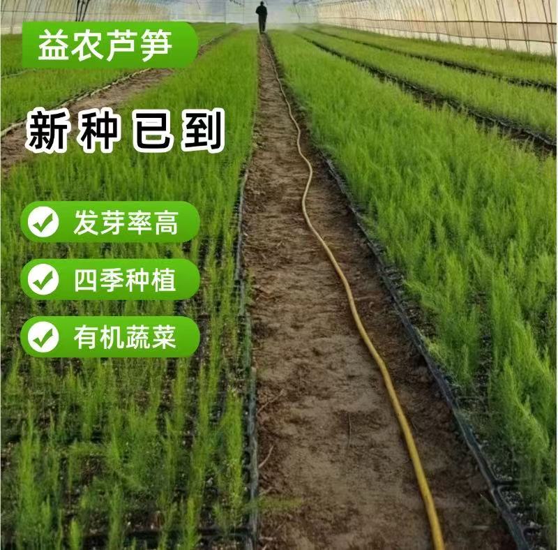 丰岛二号F芦笋种子可现场考察实地参观常年有货全国接单