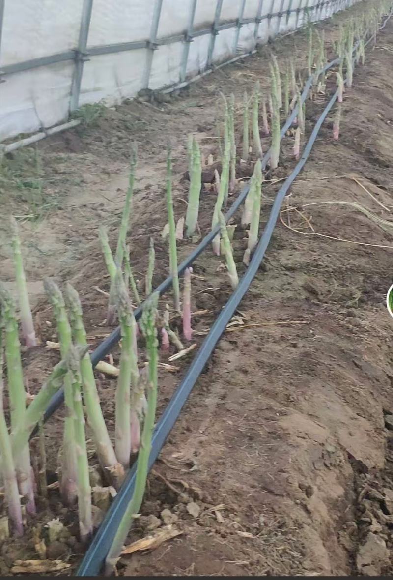 丰岛二号F芦笋种子可现场考察实地参观常年有货全国接单