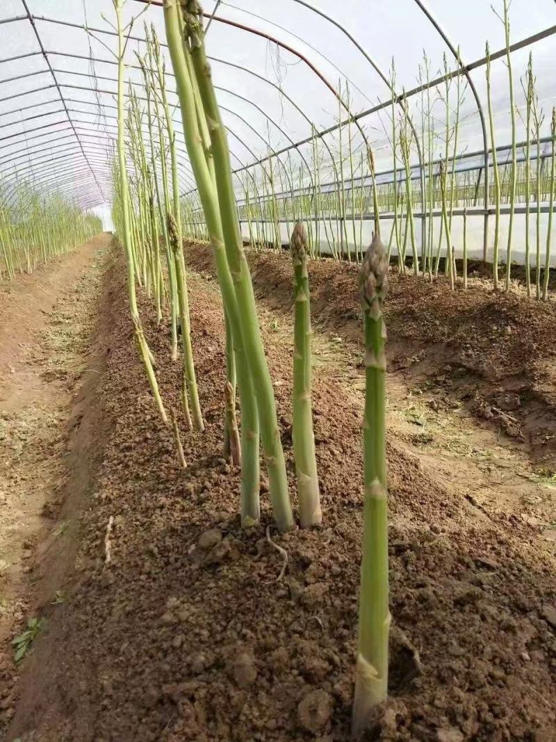 丰岛二号F芦笋种子可现场考察实地参观常年有货全国接单