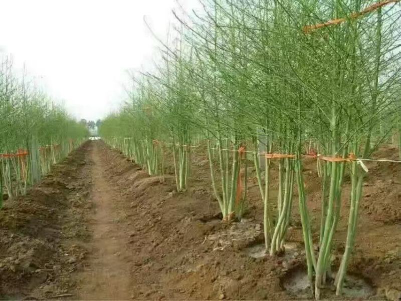 丰岛二号F芦笋种子可现场考察实地参观常年有货全国接单