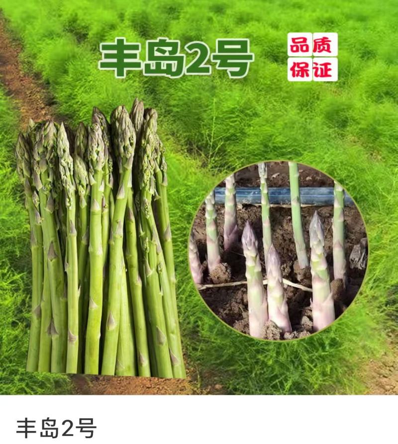 丰岛二号F芦笋种子可现场考察实地参观常年有货全国接单