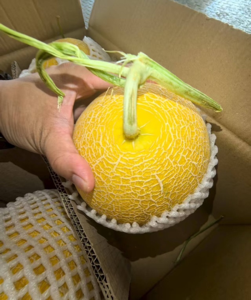 额济纳旗金色年华内蒙黄金蜜25内蒙哈密瓜代发全国市场