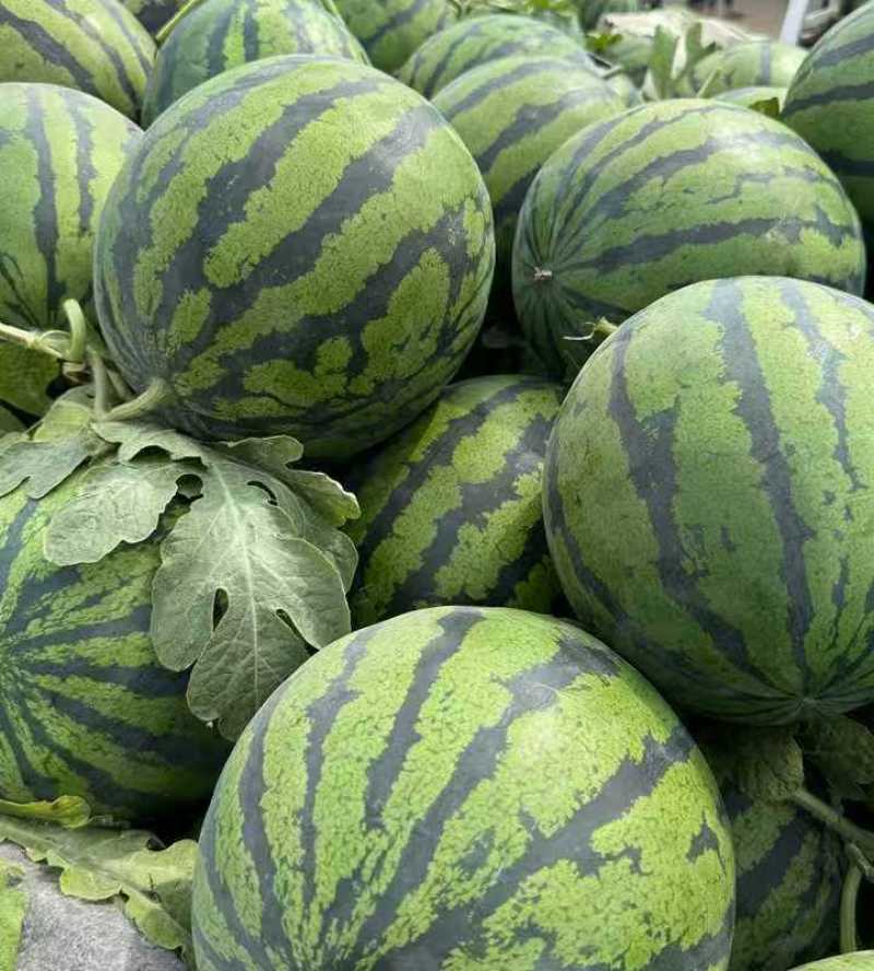西瓜产地一手货源量大价优保质保量欢迎联系看货