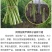 阿特拉斯F1芦笋种子10000粒一桶高产高成活高回报长得快