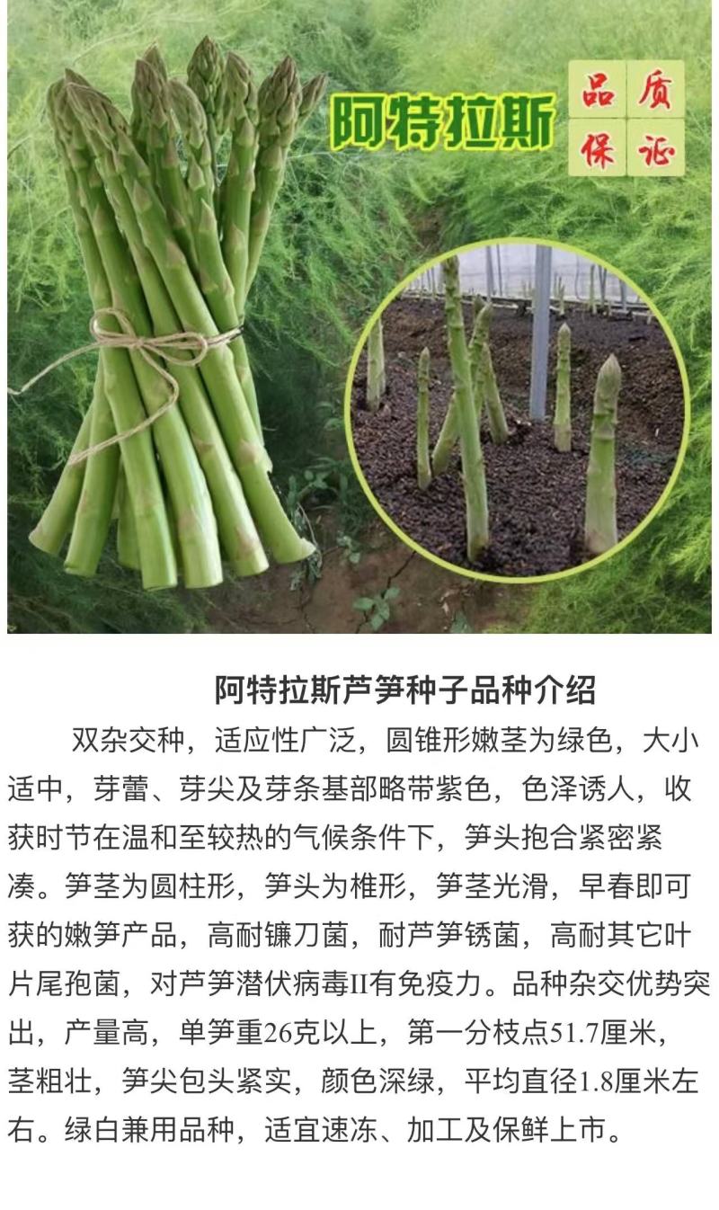 阿特拉斯F1芦笋种子10000粒一桶高产高成活高回报长得快