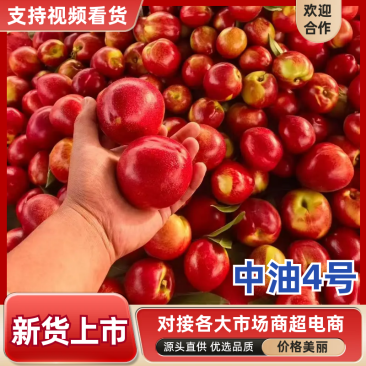 中油4号山东油桃产地直发保质保量口感脆甜对接全