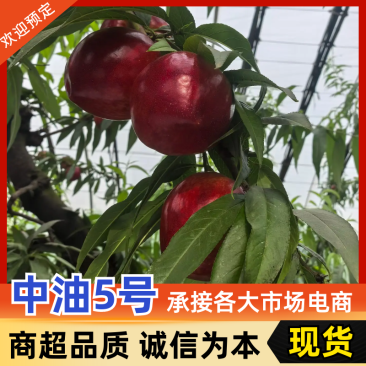 中油5号山东聊城油桃现摘现发对接电商市场社区团购等