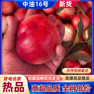 中油16号山东油桃产地一手货源按需包装保质保量