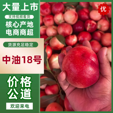 中油18号冠县油桃产地直发保质保量对接商超市场等