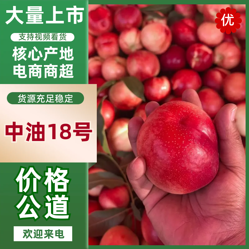 中油18号冠县油桃产地直发保质保量对接商超市场等