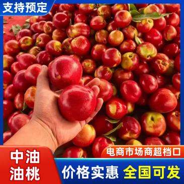 中油油桃山东冠县桃产地直供可实地考察视频看货