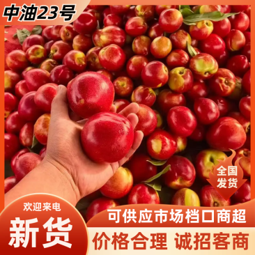 油桃山东油桃聊城冠县油桃质量保障提供分拣一条龙服务