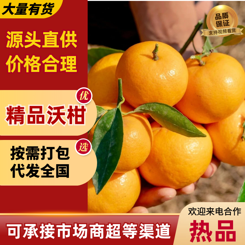 【实力推荐】沃柑本地柑橘产地直发量大从优可视频看货对接