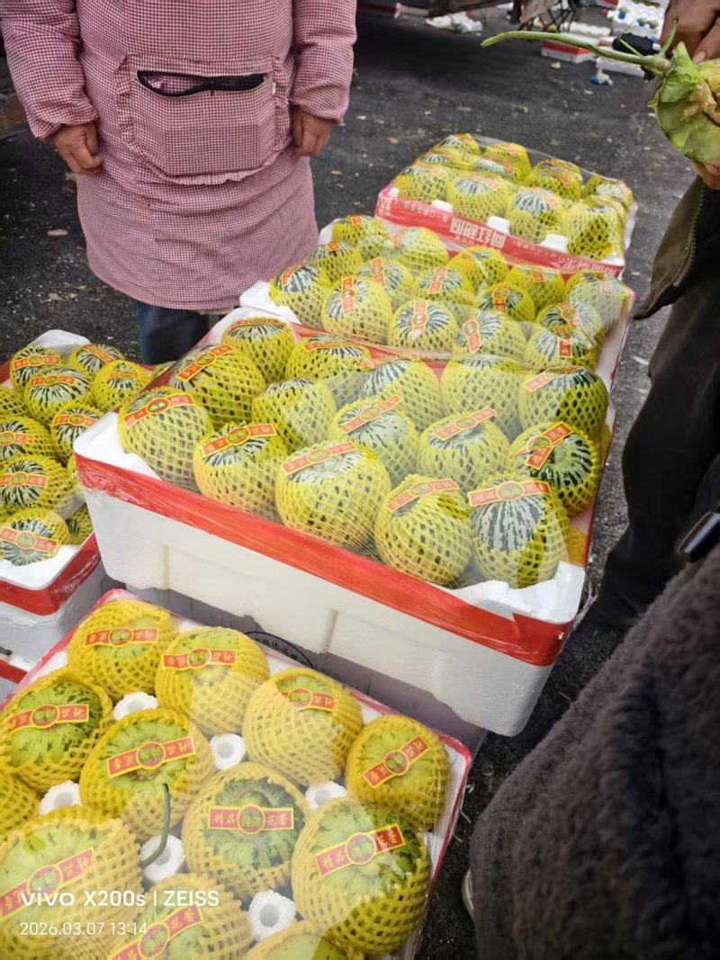 山东聊城莘县花美人甜瓜已大量上市质量保证货源稳定全国对接