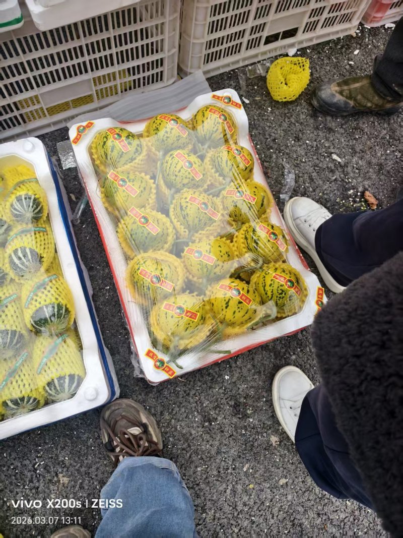 山东聊城莘县花美人甜瓜已大量上市质量保证货源稳定全国对接