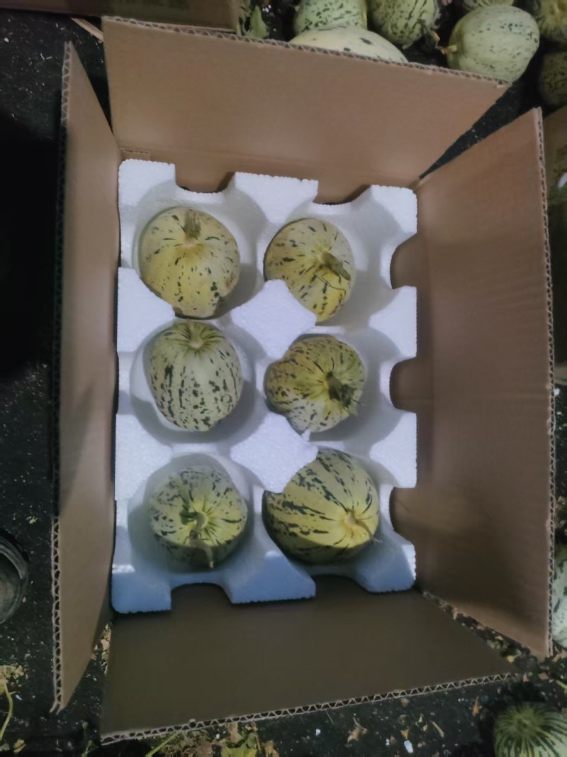 山东聊城莘县花美人甜瓜已大量上市质量保证货源稳定全国对接