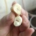 鲜活竹笋虫笋虫价格实惠营养高欢迎联系