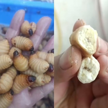 鲜活竹笋虫笋虫价格实惠营养高欢迎联系