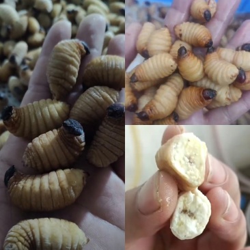 竹笋虫冻品