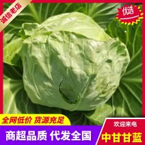 【牛商推荐】山东单县精品甘蓝大量现货对接电商批发市场