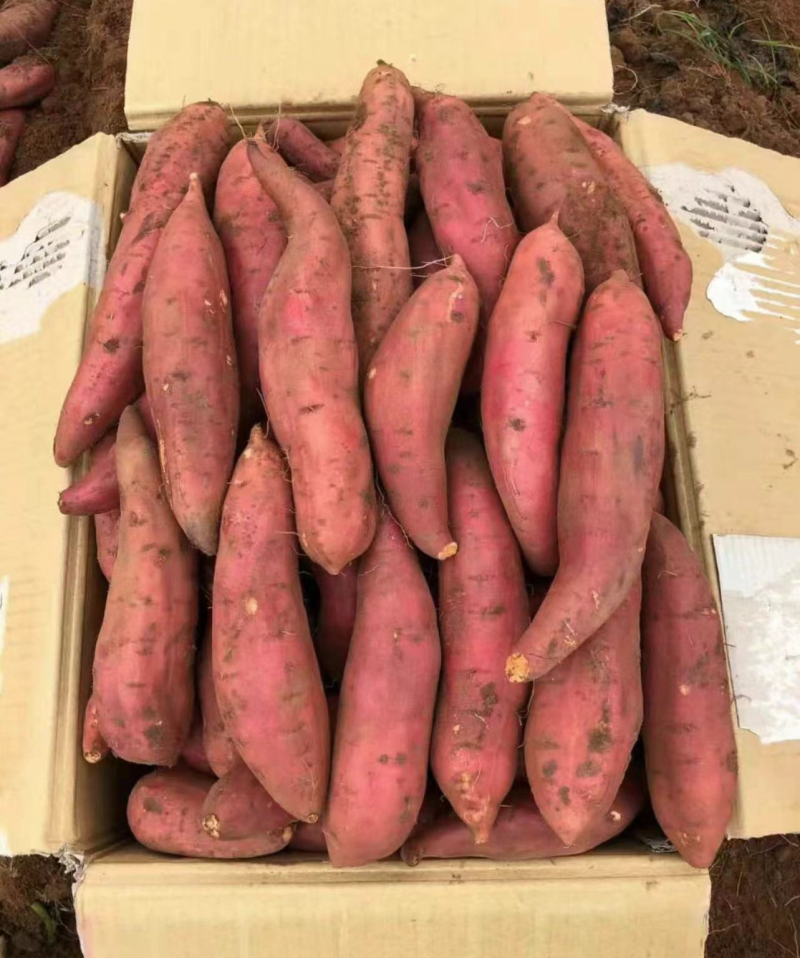 【实力推荐】湛江产区西瓜红基地大量有货一手货源全国发货