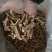 正宗五指毛桃厂家直销现货秒发新鲜直达
