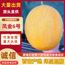 精品推荐凤金6号哈密瓜基地一手货源可视频全国发货