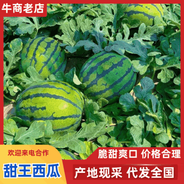 【热卖】甜王西瓜产地直销价格优惠一手货源欢迎咨询采购