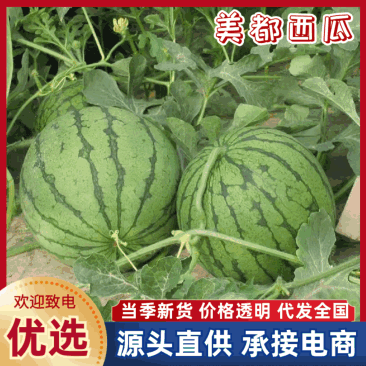 【甜王西瓜】陕西原产地直销量大质优保质保量价格优惠