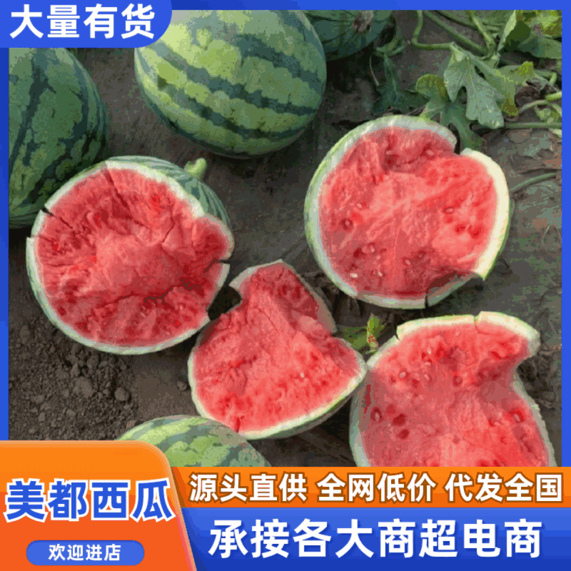 【热卖】头茬美都西瓜产地直销保质保量欢迎各老板采购