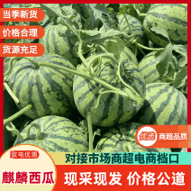 【麒麟西瓜】诚信合作供应商超欢迎各大老板采购