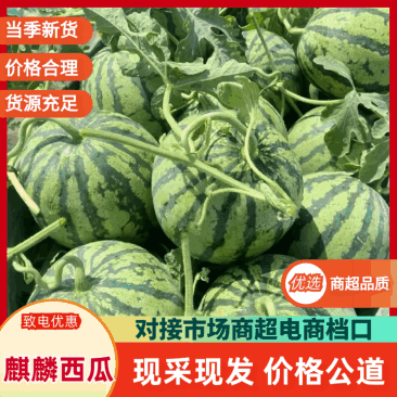 【麒麟西瓜】诚信合作供应商超欢迎各大老板采购