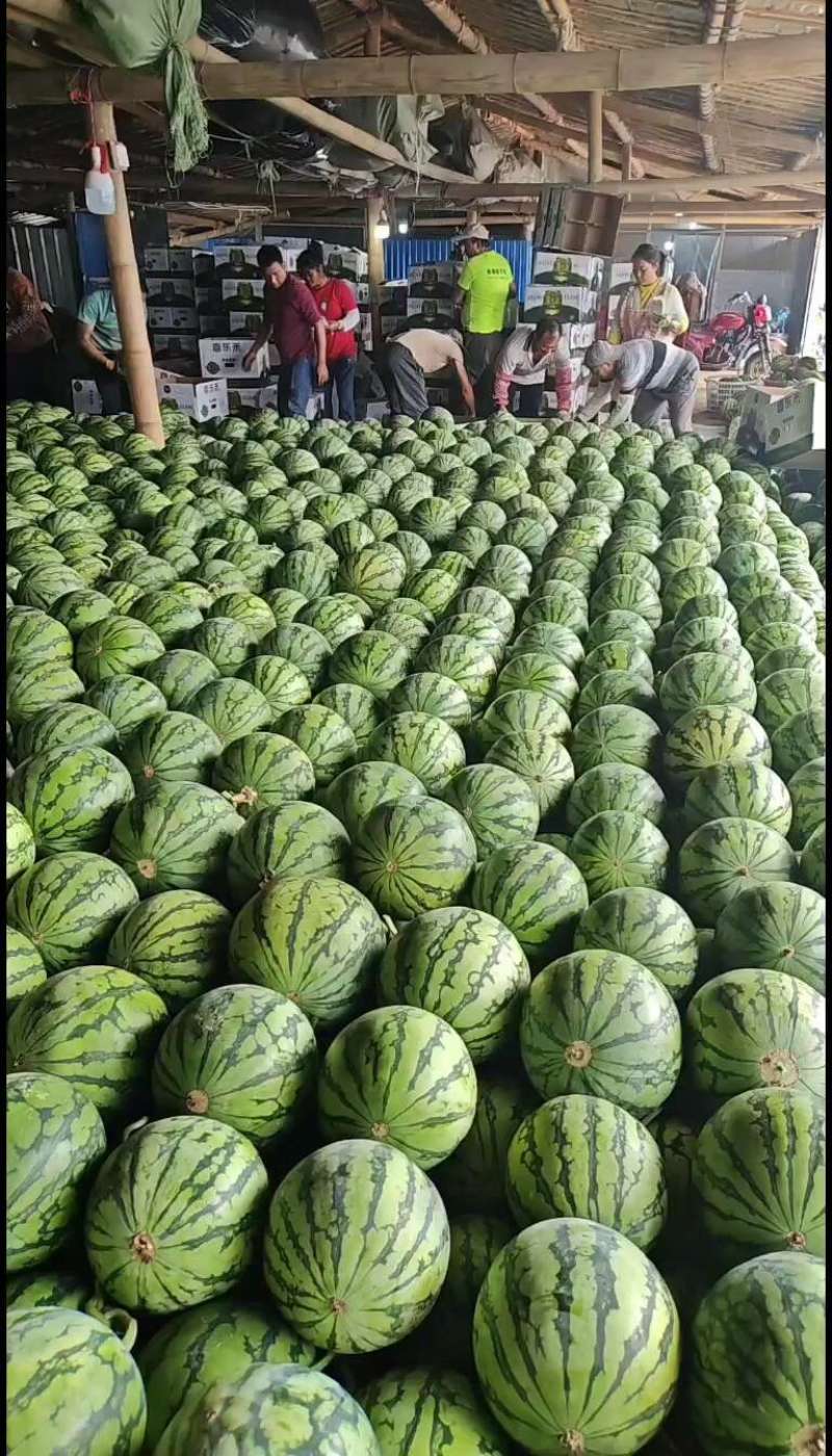 好货推荐精品美都西瓜全国发货包熟包甜可视频看货