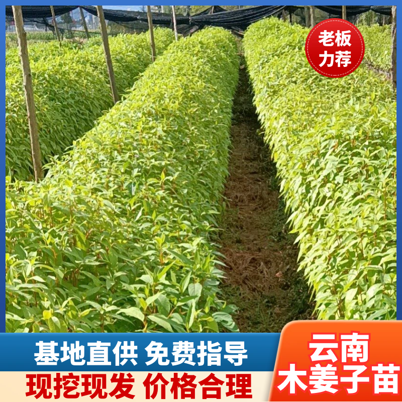 木姜子苗毛叶木姜子，又名山胡椒，30公分以上高，