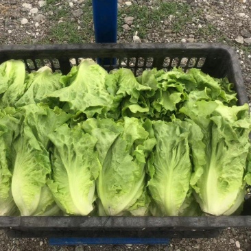 江苏精品意大利生菜产地一手货源现摘现发量大价优欢迎随时看