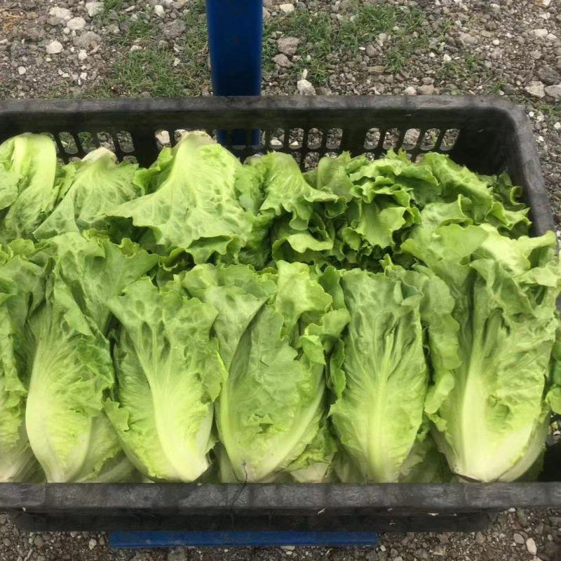 江苏精品意大利生菜产地一手货源现摘现发量大价优欢迎随时看