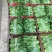 江苏精品意大利生菜产地一手货源现摘现发量大价优欢迎随时看