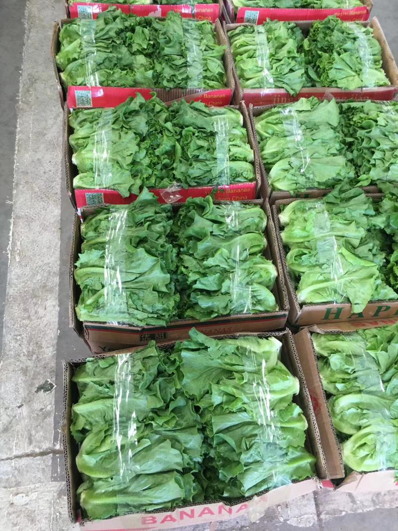 江苏精品意大利生菜产地一手货源现摘现发量大价优欢迎随时看