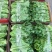 江苏精品意大利生菜产地一手货源现摘现发量大价优欢迎随时看