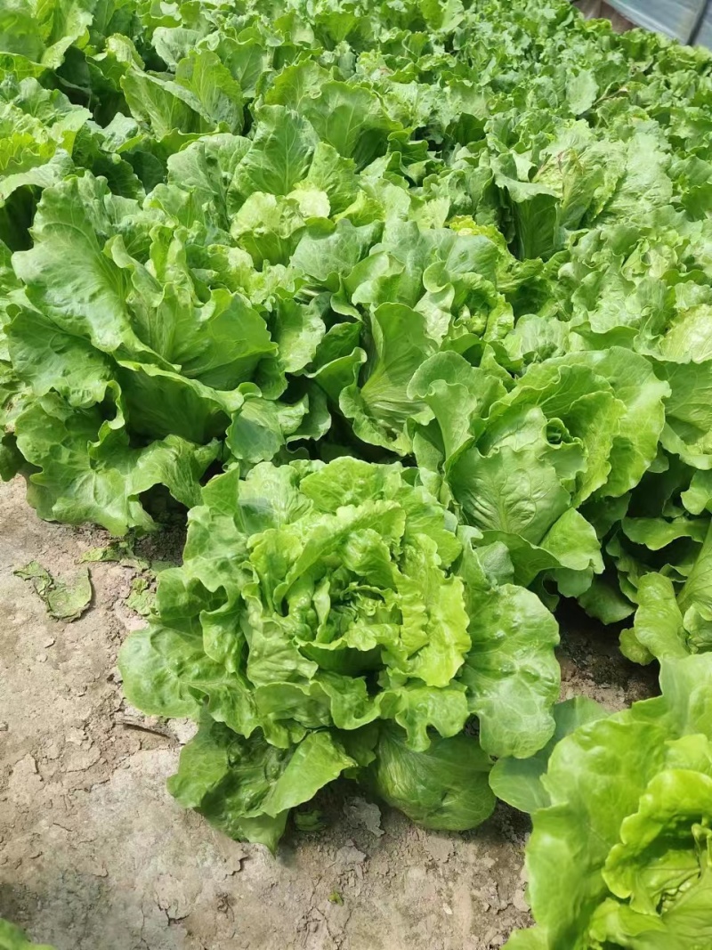 江苏精品意大利生菜产地一手货源现摘现发量大价优欢迎随时看