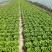 江苏精品意大利生菜产地一手货源现摘现发量大价优欢迎随时看