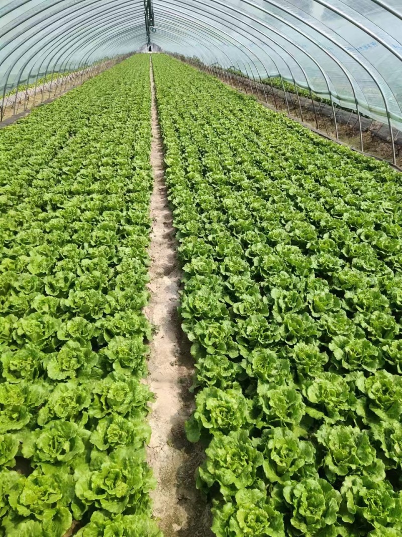 江苏精品意大利生菜产地一手货源现摘现发量大价优欢迎随时看