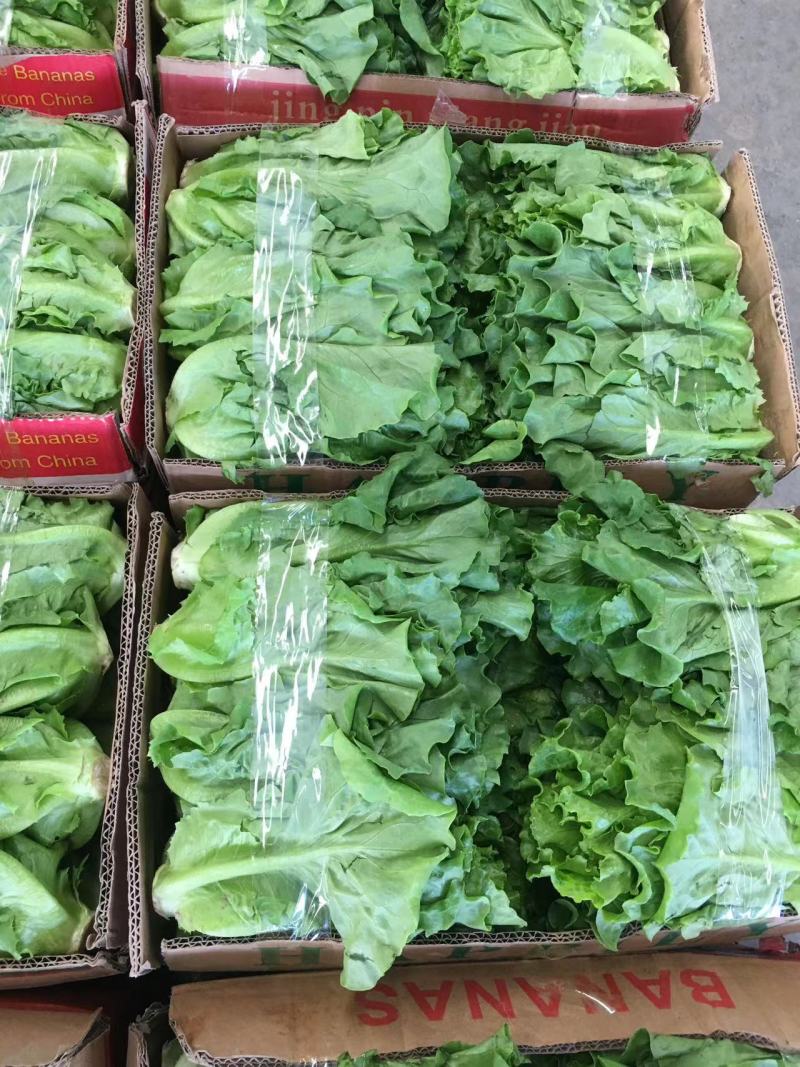 江苏精品意大利生菜产地一手货源现摘现发量大价优欢迎随时看