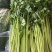 江苏精品小香芹产地直发量大价优欢迎随时联系看货