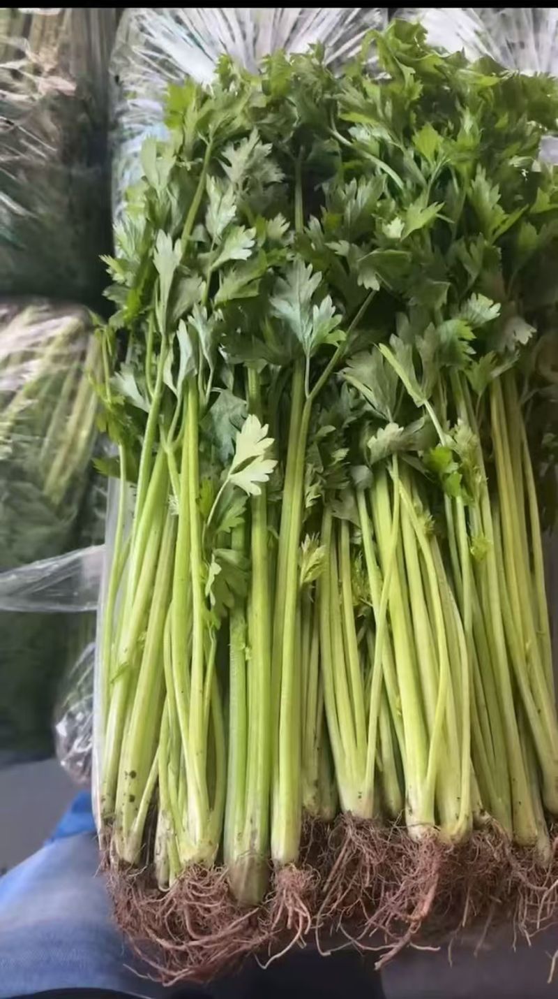 江苏精品小香芹产地直发量大价优欢迎随时联系看货