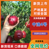 河北省秦皇岛市昌黎县中油4号河北油桃保质保量