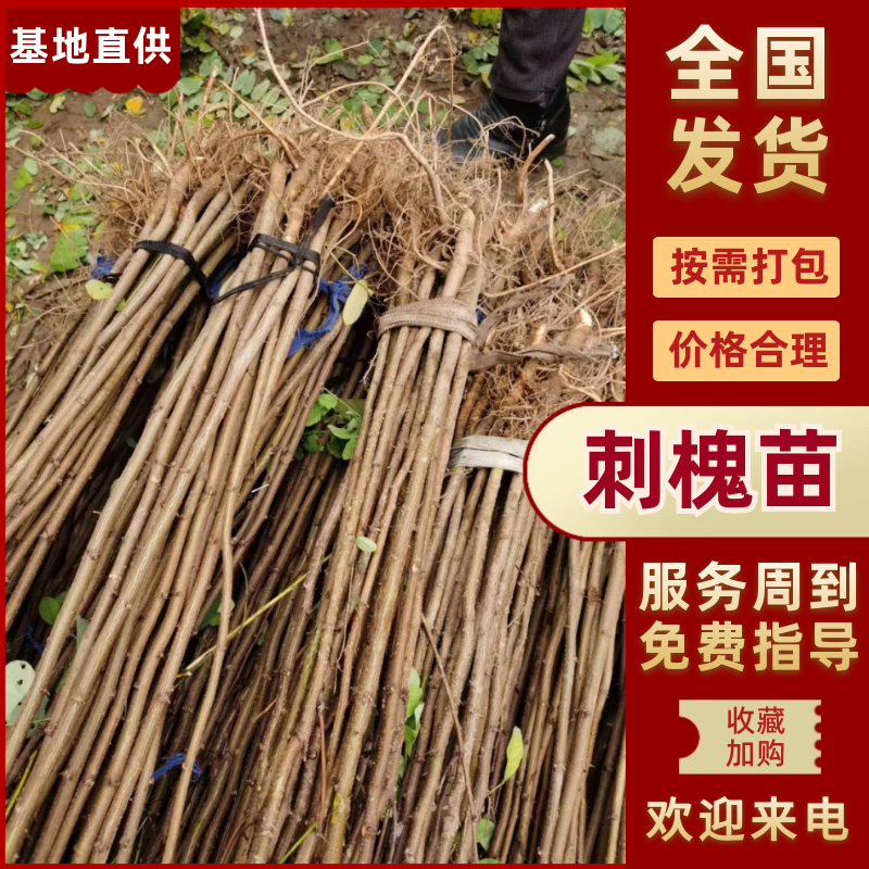 想要好成活的刺槐苗？川姐家苗圃直供，根系发达，种一棵活一