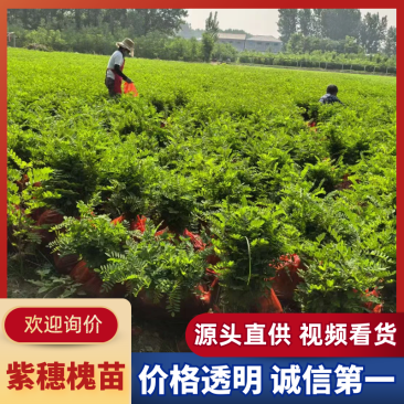 【实力承接绿化工程】优质紫穗槐苗万亩苗木基地欢迎来电洽谈