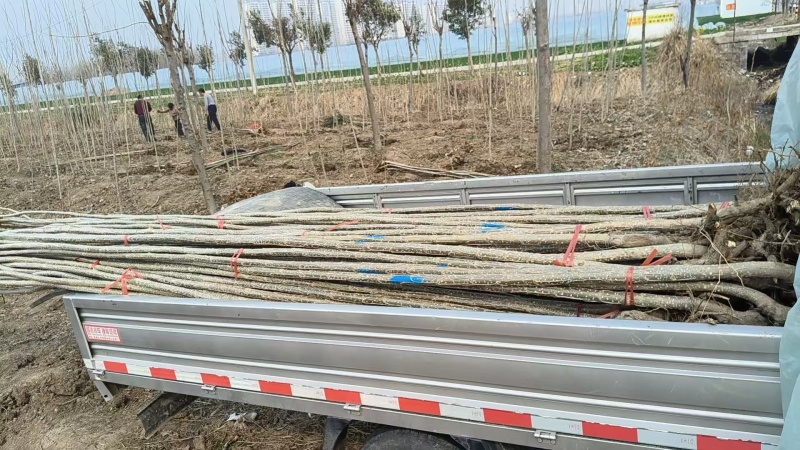 速生杨树苗，一手货源，基地直发，价格美丽，诚信经营