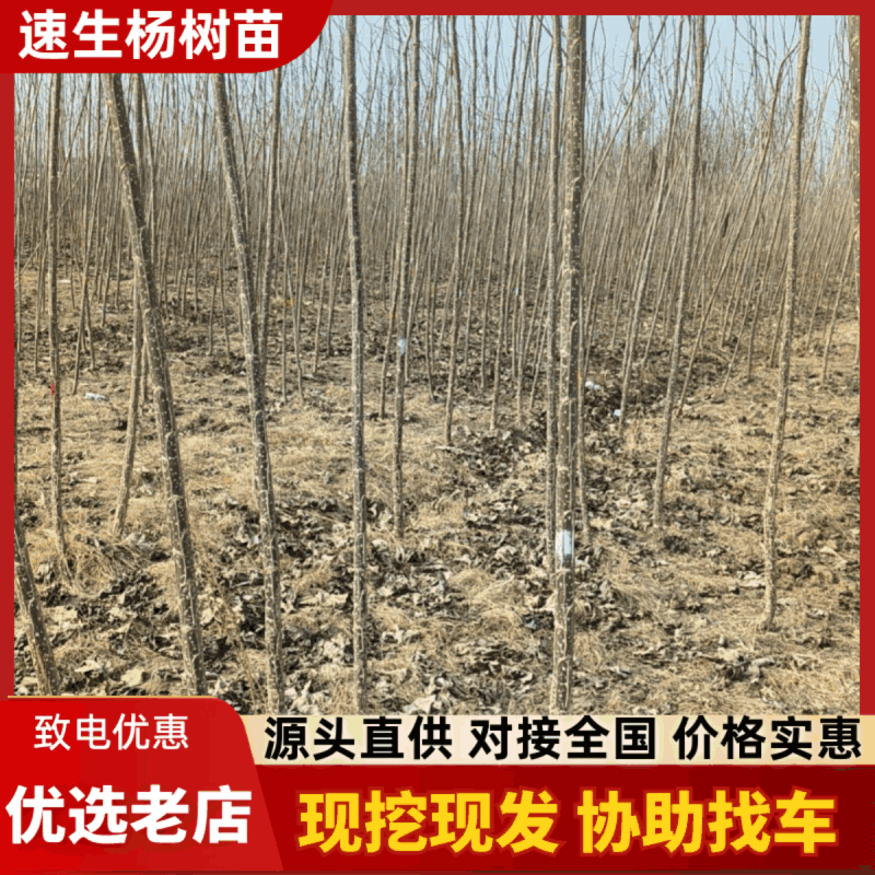 速生杨树苗，大量上市，一手货源，基地直发，量大从优